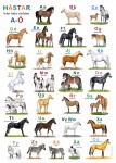 Hästar från hela världen A-Ö